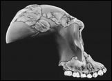 Photo: cranium of Australopithecus garhi