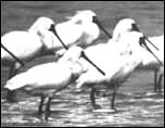 Spoonbills