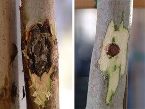infected/treated trees