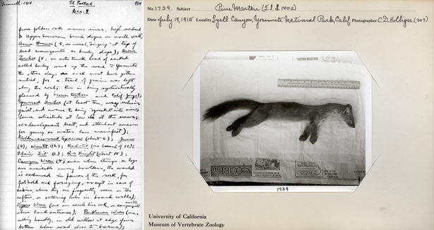Pine marten and detailed observation from original Yosemite transect survey