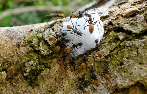 Ants on salt soaked cottonball