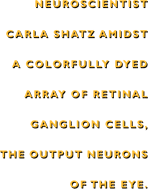 Shatz amidst a colorfully dyed array of retinal ganglion cells.