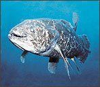 Coelacanth