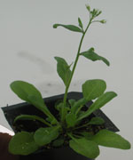 Arabidopsis thalania