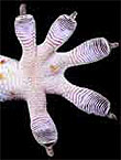 Gecko Foot (M. Moffett)