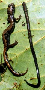 Salamander Pic