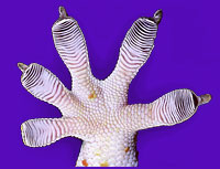 Tokay (Gekko gecko) foot