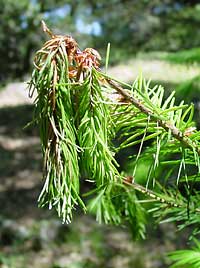 Shown above are the wilting branch tips of a Douglas fir tree infected with the Sudden Oak Death pathogen.