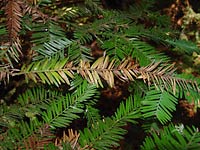 Shown above are lesions and discoloration on individual needles of a redwood sapling that has been infected with the Sudden Oak Death pathogen. New foliage does not appear to be affected.