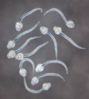 Embryonic c. intestinalis