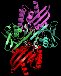 protein from the cancer-causing oncogene called ras