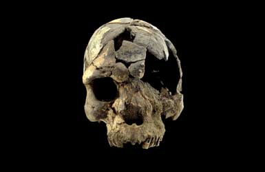 Homo sapien skull from 160,000 years ago