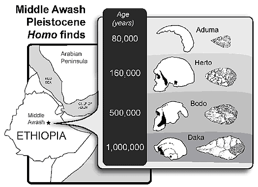 Middle Awash Pleistocene Homo Finds