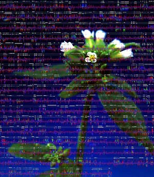 Arabidopsis and genetic code