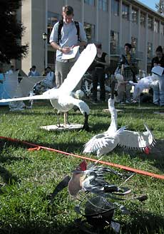 Student evaluates sculptures