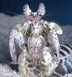 Mantis shrimp in white light