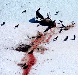 Ravens and magpies wait for wolf to finish eating