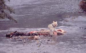 Coyote feed on wolf-killed elk