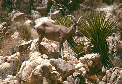 Bighorn sheep