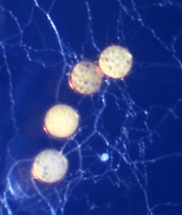 Four large mature spores