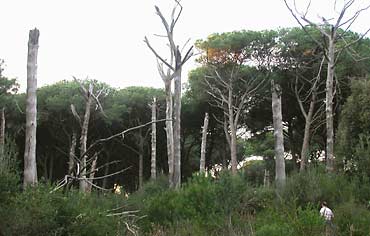 Dead stone pines on Italian estate