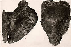 Fossil skull of Stegoceras