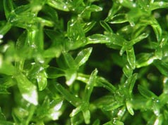 Leafy shoots, or gametophores, of the moss Physcomitrella patens. 