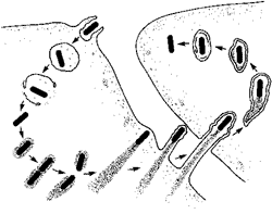 Listeria bacterium entering a cell