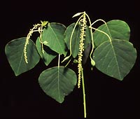 Mamala tree leaf