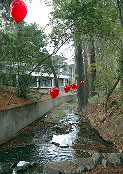 Balloons line Strawberry Creek.