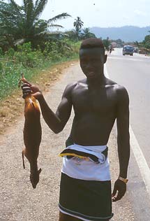 bushmeat seller displays a red-flanked duiker