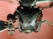 Ant head comparison