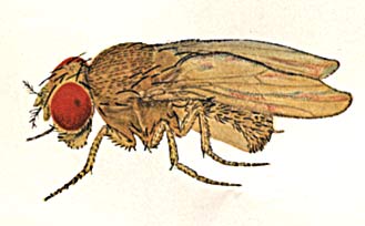 Drosophila ananassae