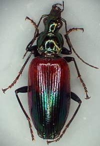Onypterigia tricolor beetle