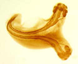Twinned frog embryo