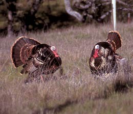A pair of male wild turkeys