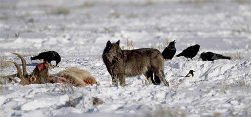 Wolf and scavenger birds near elk carcass