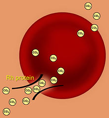 Diagram of Rh protein and red blood cell