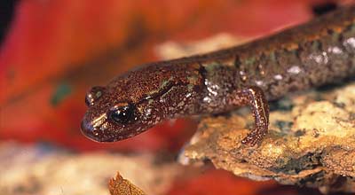 Korean crevice salamander