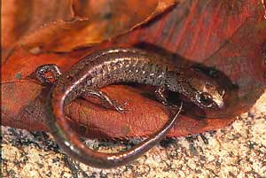 Karsenia koreana is a lungless salamander