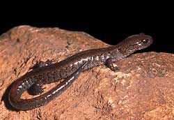 Lungless salamander