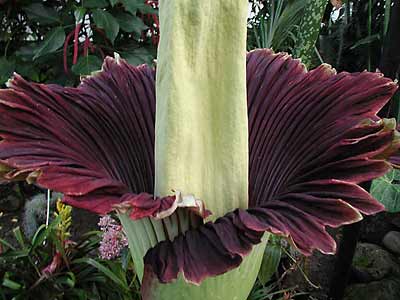 Corpse floer in bloom