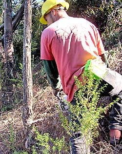 Reducing vegetation to minimize threat of wildlife