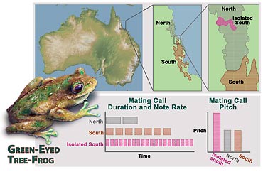 Tree frog evolution chart