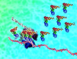 Ribosome synthesizing proteins