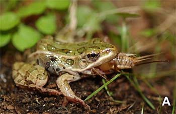 Frog eating cricket