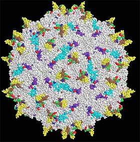 Molecular model of adeno-associated virus