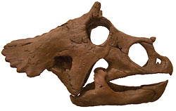 Baby Triceratops skull