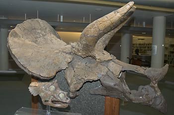 baby and adult Triceratops skulls