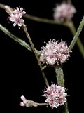 buckwheat flowers